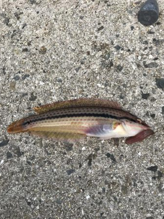 マムシは良く効く