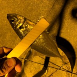 アジ釣ってオーセイ！