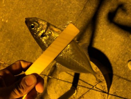 アジ釣ってオーセイ！