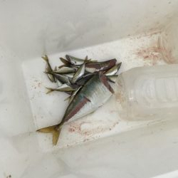 貝塚人工島のアジ