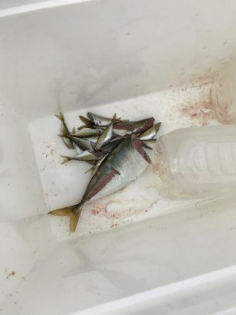 貝塚人工島のアジ