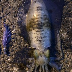 春イカエギング