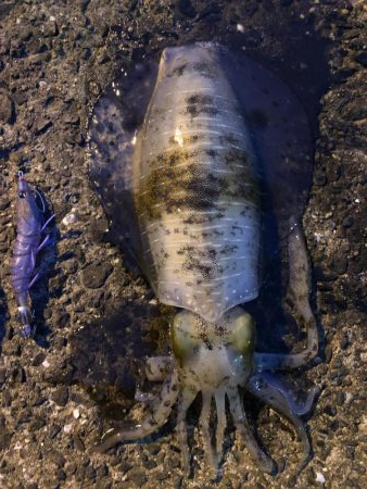 春イカエギング