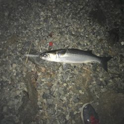 バチはボラも好きみたいです