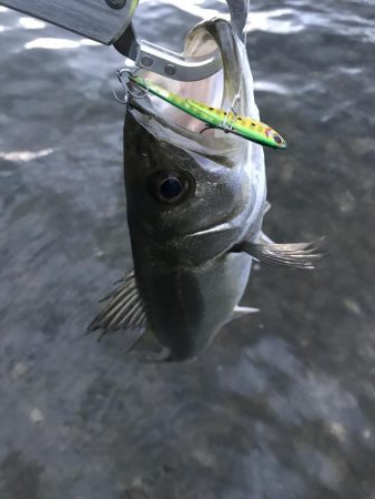 今年初！デイシーバス