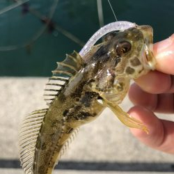 癒しのライトゲーム!