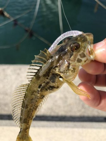 癒しのライトゲーム!