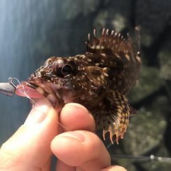 今年はまだまだ時期が早かった