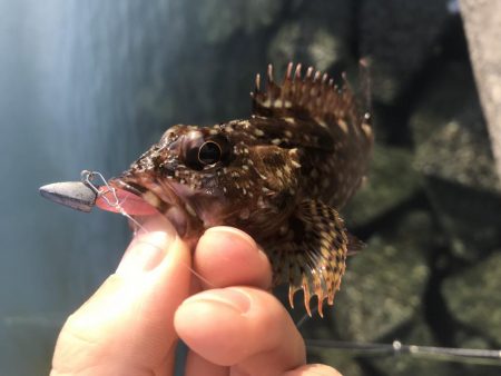 今年はまだまだ時期が早かった