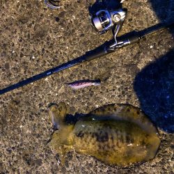 春イカエギング