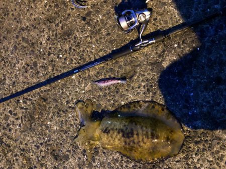 春イカエギング