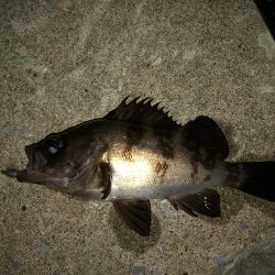 ナイトメバリング秋田火力