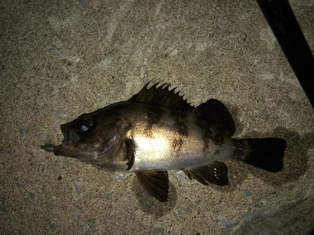 ナイトメバリング秋田火力