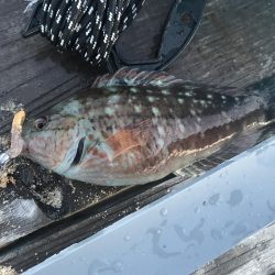 メバルは終わりかなー