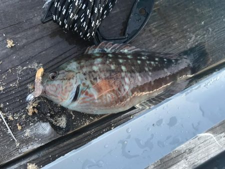 メバルは終わりかなー