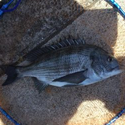 乗っ込み終盤？