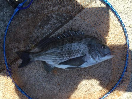 乗っ込み終盤？