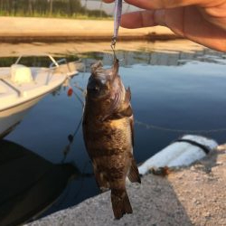 メバリングとガシリング