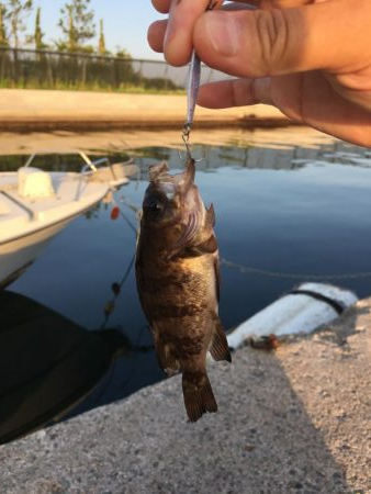 メバリングとガシリング