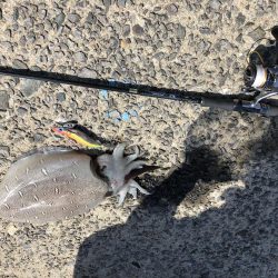 春イカエギング