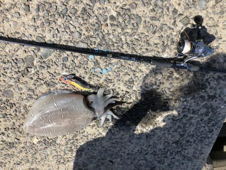 春イカエギング