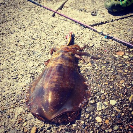 朝から2時間の釣行