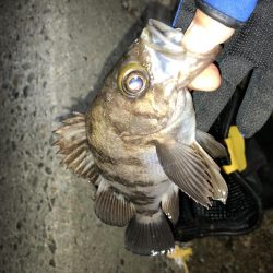 満足爆風メバリング