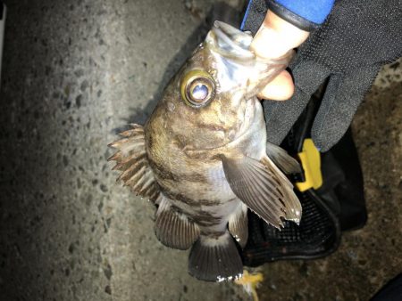 満足爆風メバリング