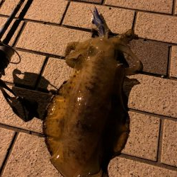 アジからのアオリ。