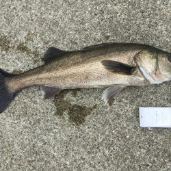 渋い中の良型スズキ