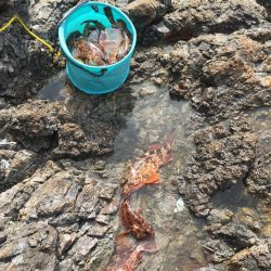 春イカからのガシリング