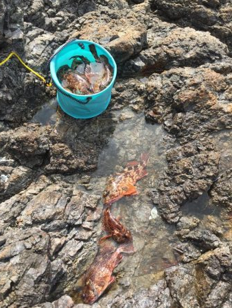 春イカからのガシリング