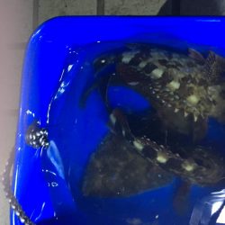 メバリングでキビレ‼️