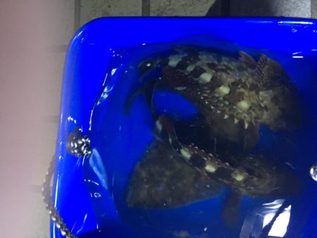 メバリングでキビレ‼️