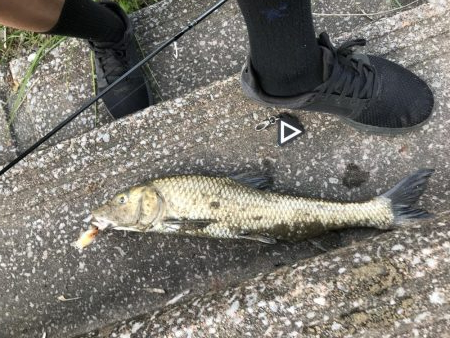 天神川でニゴイ