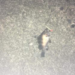 津田港でメバリング