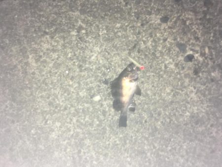 津田港でメバリング