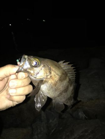 根魚活性高し