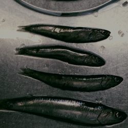 東沖洲でカタクチイワシ