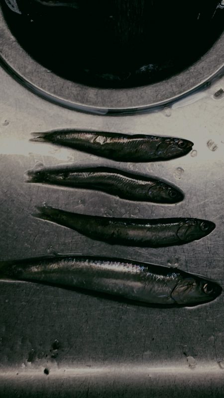 東沖洲でカタクチイワシ