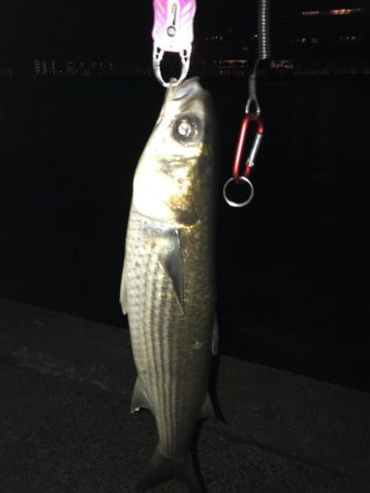 ボラボラボーラ♫