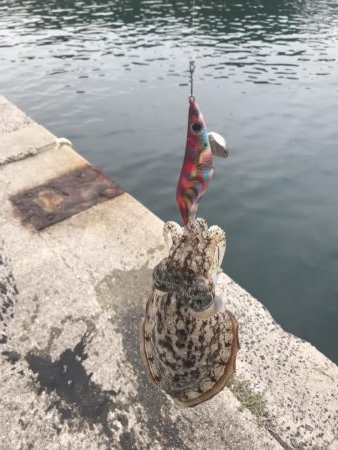 本命ではないですが