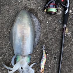 今シーズン初アオリイカ