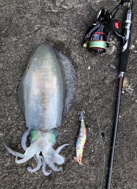 今シーズン初アオリイカ