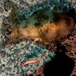 春イカエギング