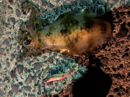 春イカエギング