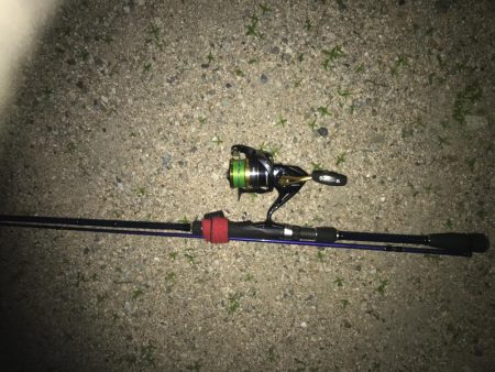 バチがいなくなった(T-T)