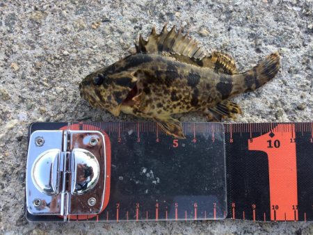 久しぶりのガシラ