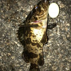 降雨前短時間メバリング