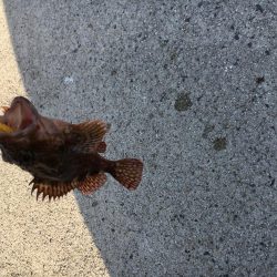 ガッシーの入れ食い